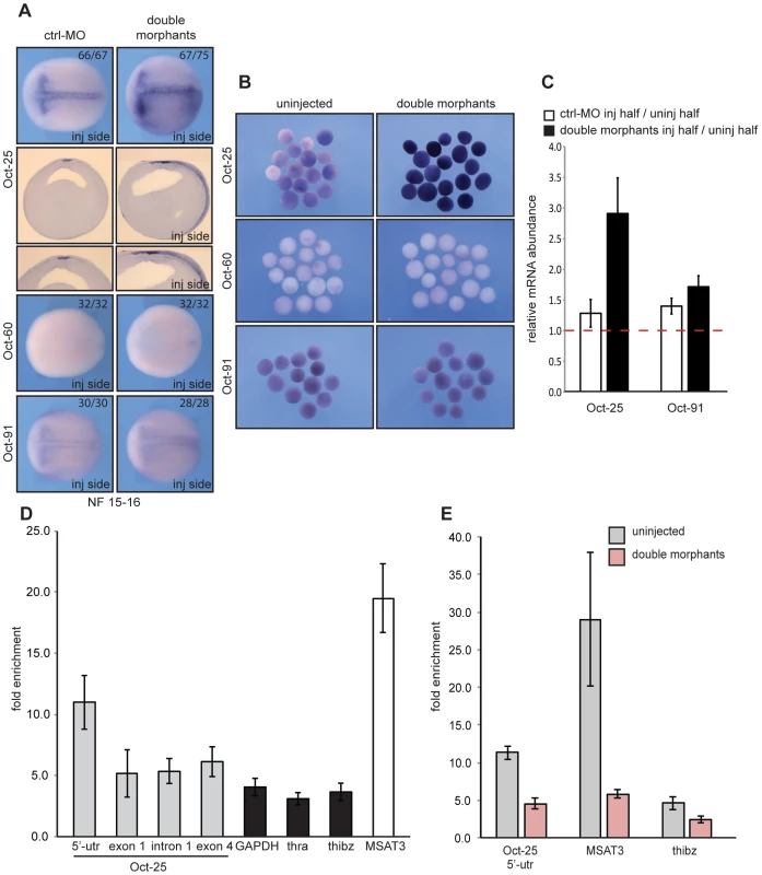 xSuv4-20h double morphants fail to silence Oct-25 expression in deep-layer ectoderm due to reduced H4K20me3 enrichment at Oct-25 promoter.