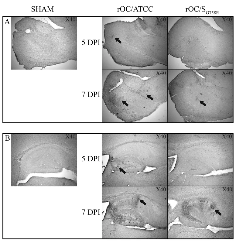 A delay in viral spread is observed in brains of rOC/S<sub>G758R</sub> -infected mice compared to rOC/ATCC after intracerebral infection in 21 day-old BALB/c female mice.