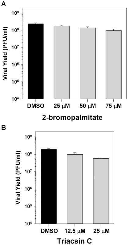 Inhibition of palmitoylation or phospholipid synthesis has no impact on viral replication.