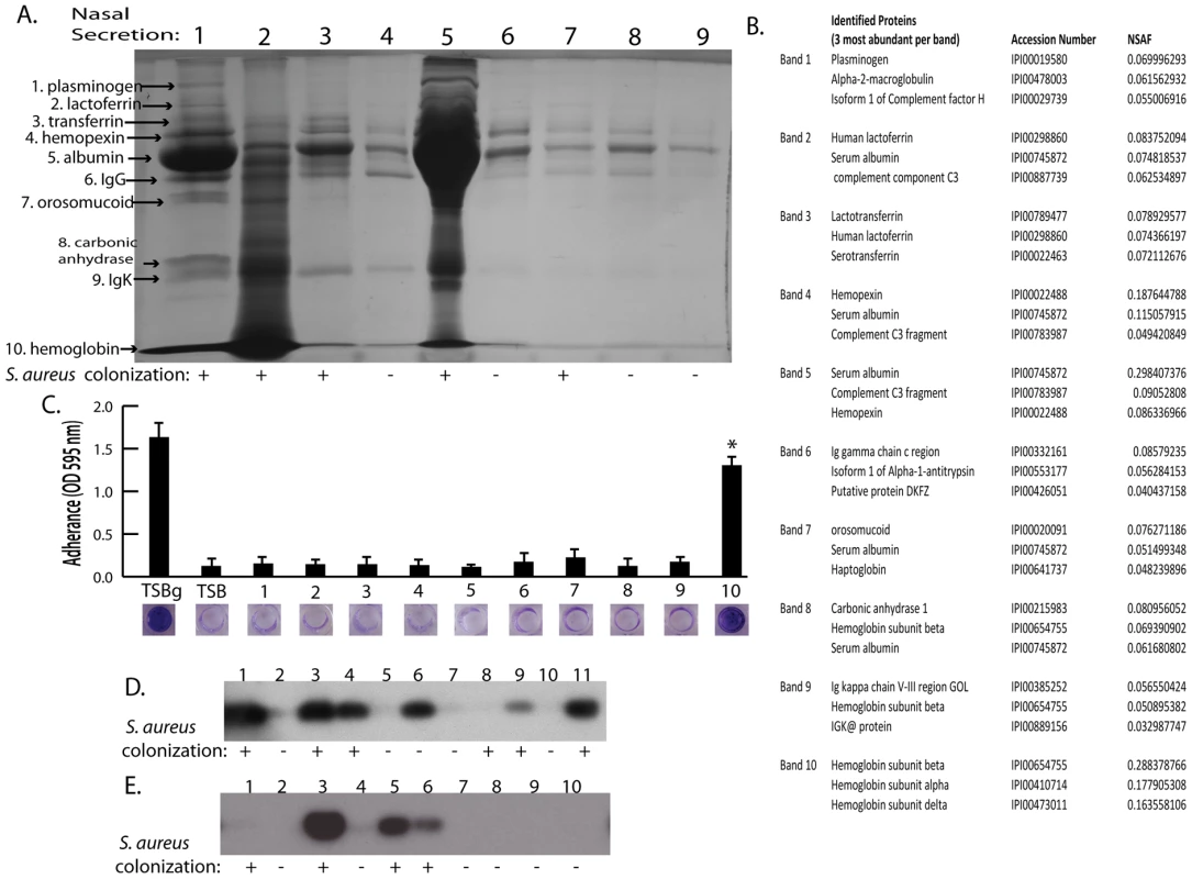 Nasal secretion proteins and their ability to promote <i>S. aureus</i> surface colonization.