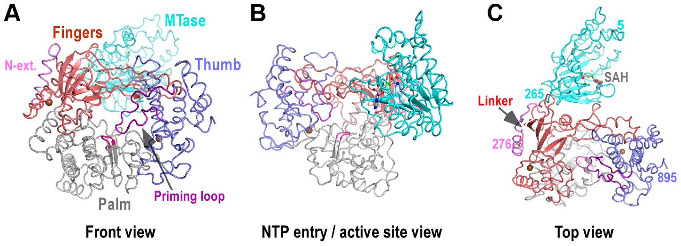 Global views of JEV NS5 structure.
