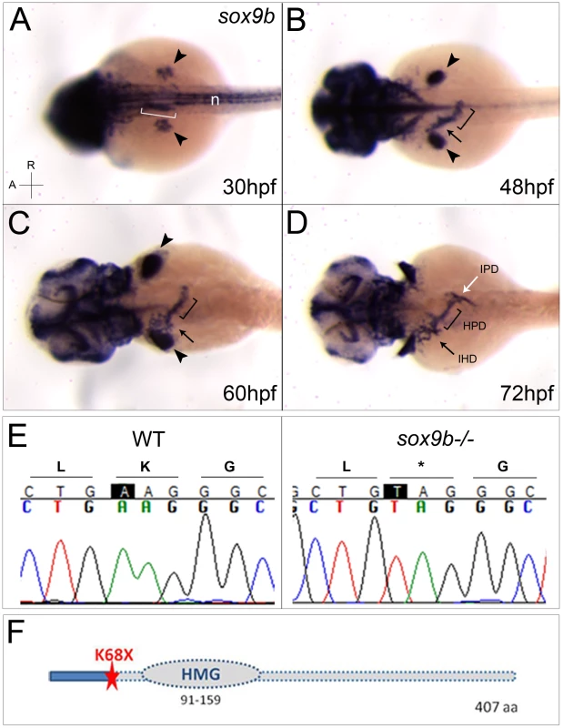 <i>sox9b</i> is expressed in the pancreaticobiliary ductal system, and the <i>sox9b<sup>fh313</sup></i> lesion is a nonsense mutation.