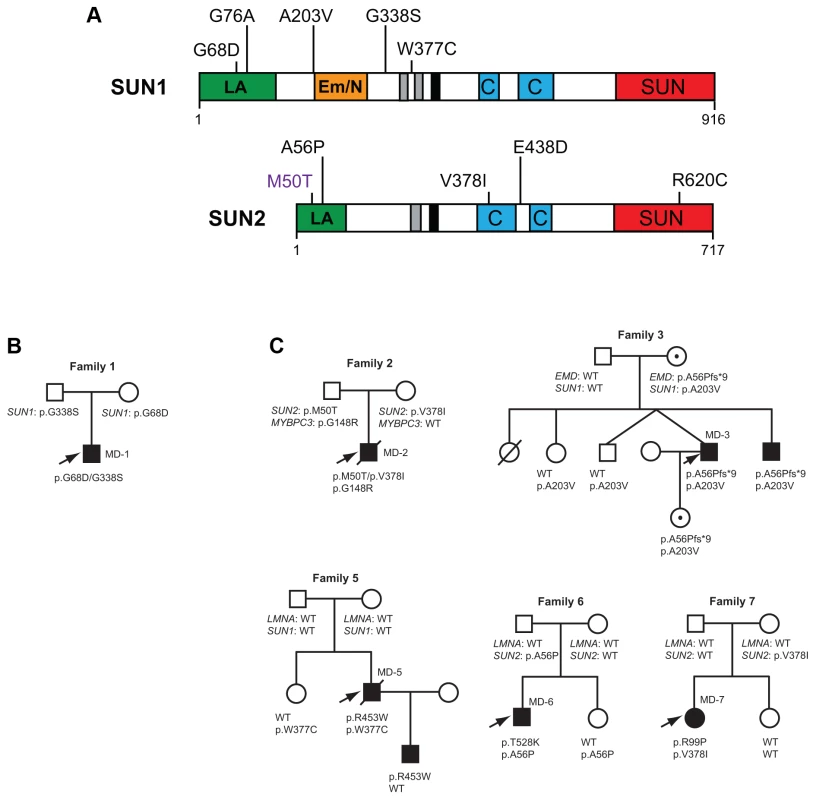 SUN1 and SUN2 variants identified and associated family pedigrees.