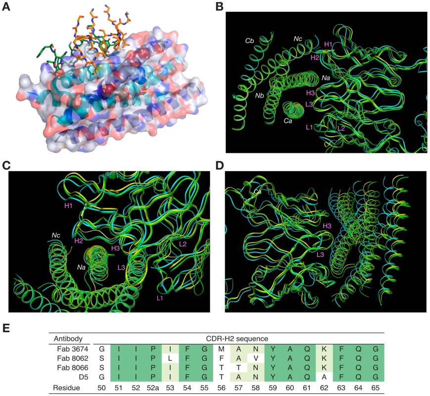 Overall view of the Fab/5-Helix complexes.