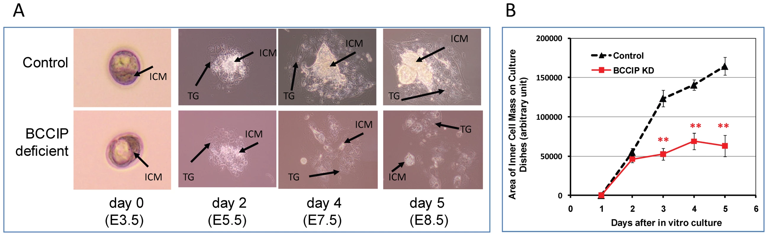 Proliferation defects of BCCIP-deficient blastocysts.