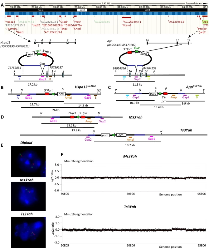 Generating a 9.2 Mb deletion and reciprocal tandem duplication between the <i>Hspa13</i> and <i>App</i> loci.