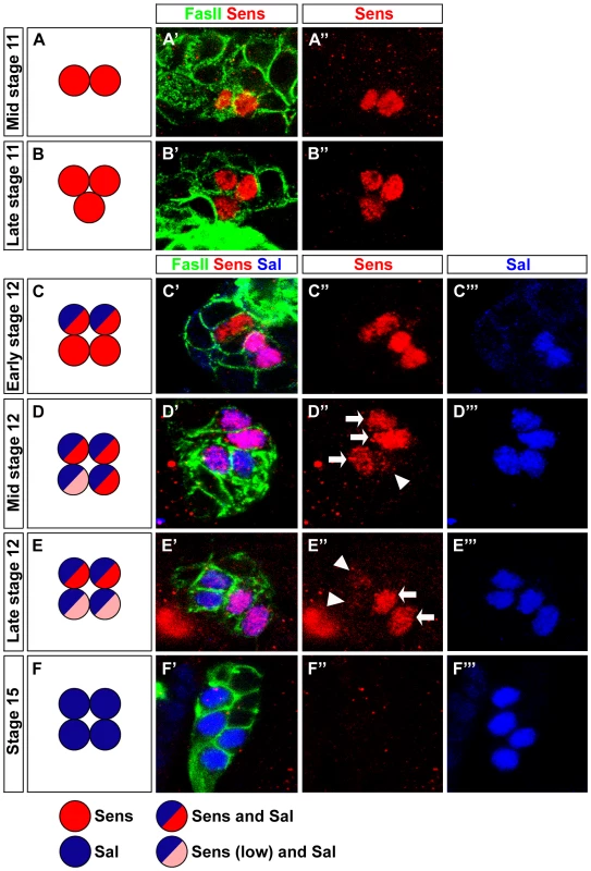 Pulsed Sens expression during precursor development.