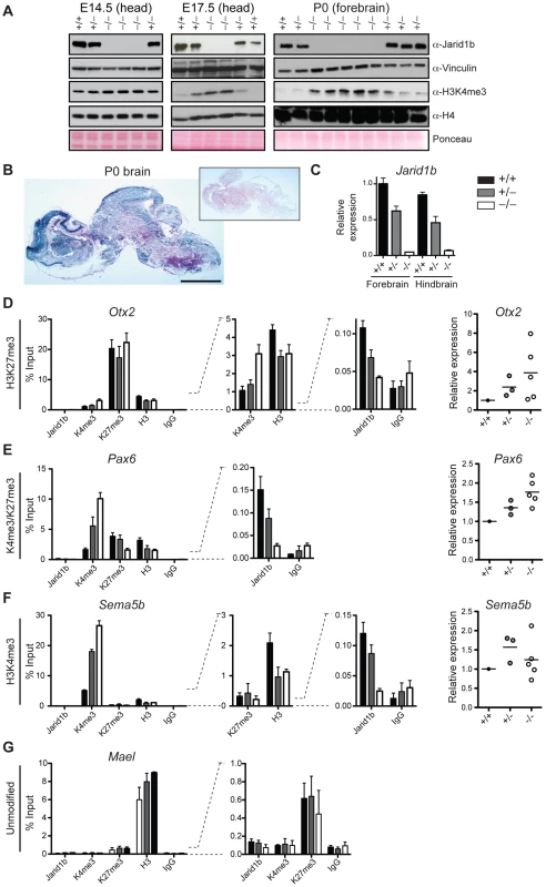 Loss of <i>Jarid1b</i> leads to increased global levels of H3K4me3 and higher expression of key developmental regulators during embryogenesis.