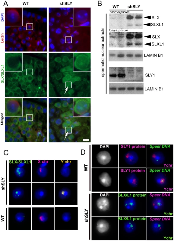 SLX/SLXL1 proteins behave similarly to SLY in its absence.