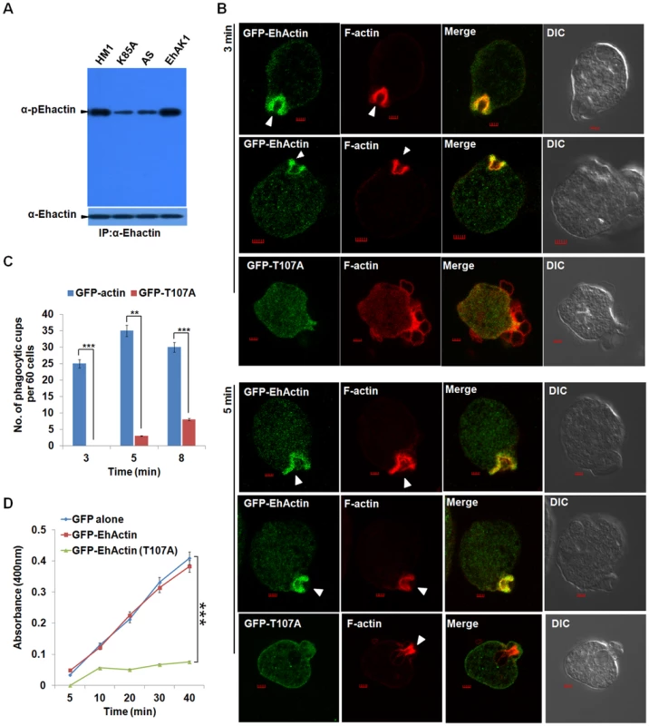 Phosphorylated actin participates in phagocytosis.