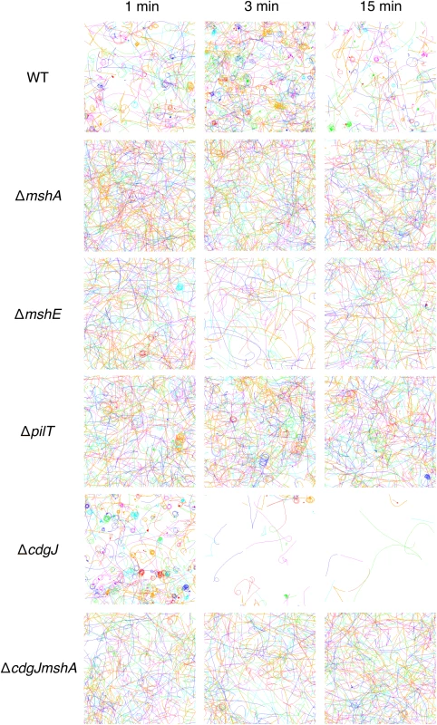 Mutations in <i>mshA</i>, <i>mshE</i>, <i>pilT</i>, and <i>cdgJ</i> affect near surface motility.
