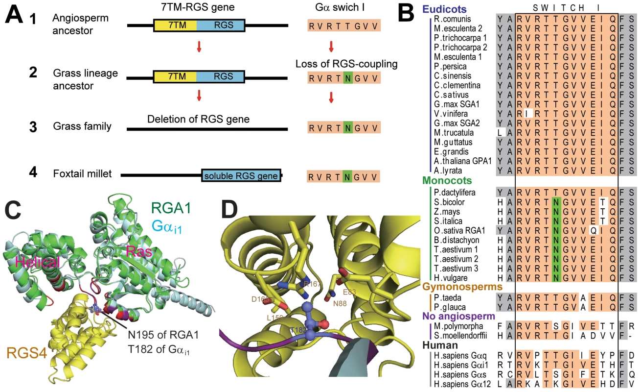 Evolution of monocot Gα and monocot specific loss of a 7TM-RGS gene.