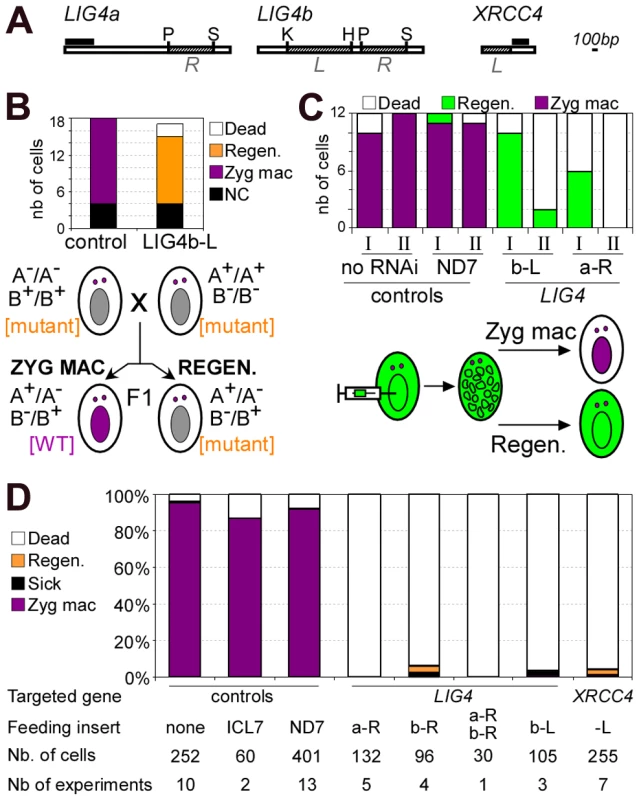 Analysis of sexual progeny of <i>LIG4</i>-silenced cells.