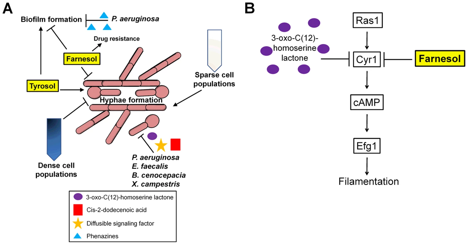 Environmental cues sensed by <i>C. albicans</i>.