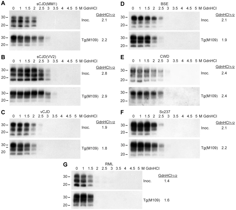 Conformational stability measurements of Tg(M109)-passaged prion isolates.