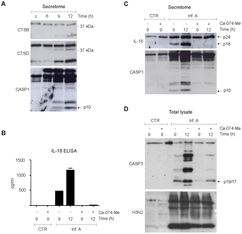 Cathepsins are essential for influenza A virus-induced inflammasome activation.