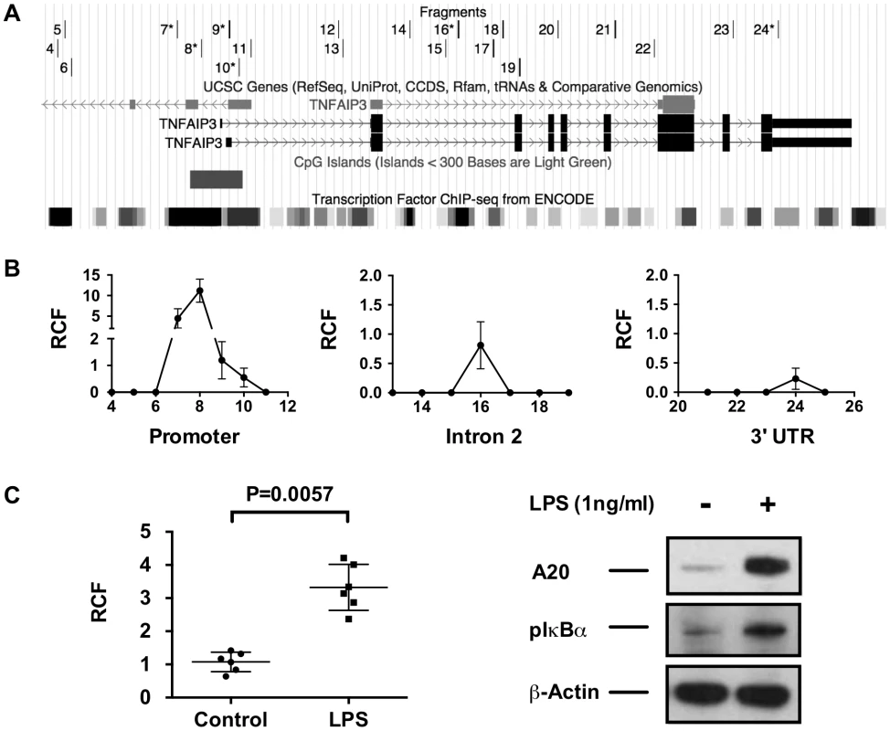 3C analysis demonstrates long-distance interactions between the TT>A enhancer and the <i>TNFAIP3</i> gene region.