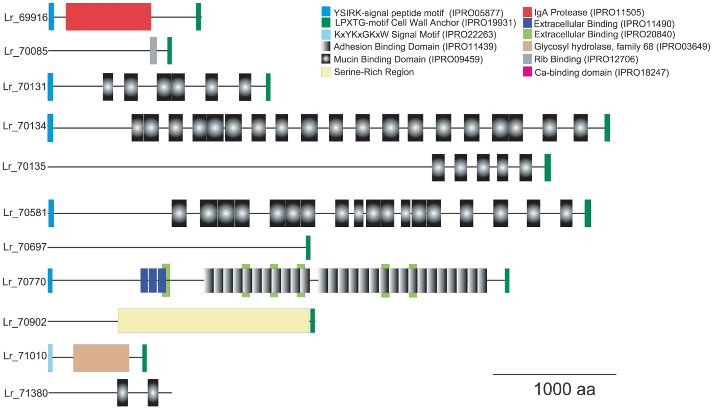 Rodent-specific large surface proteins of <i>L. reuteri</i> 100-23.