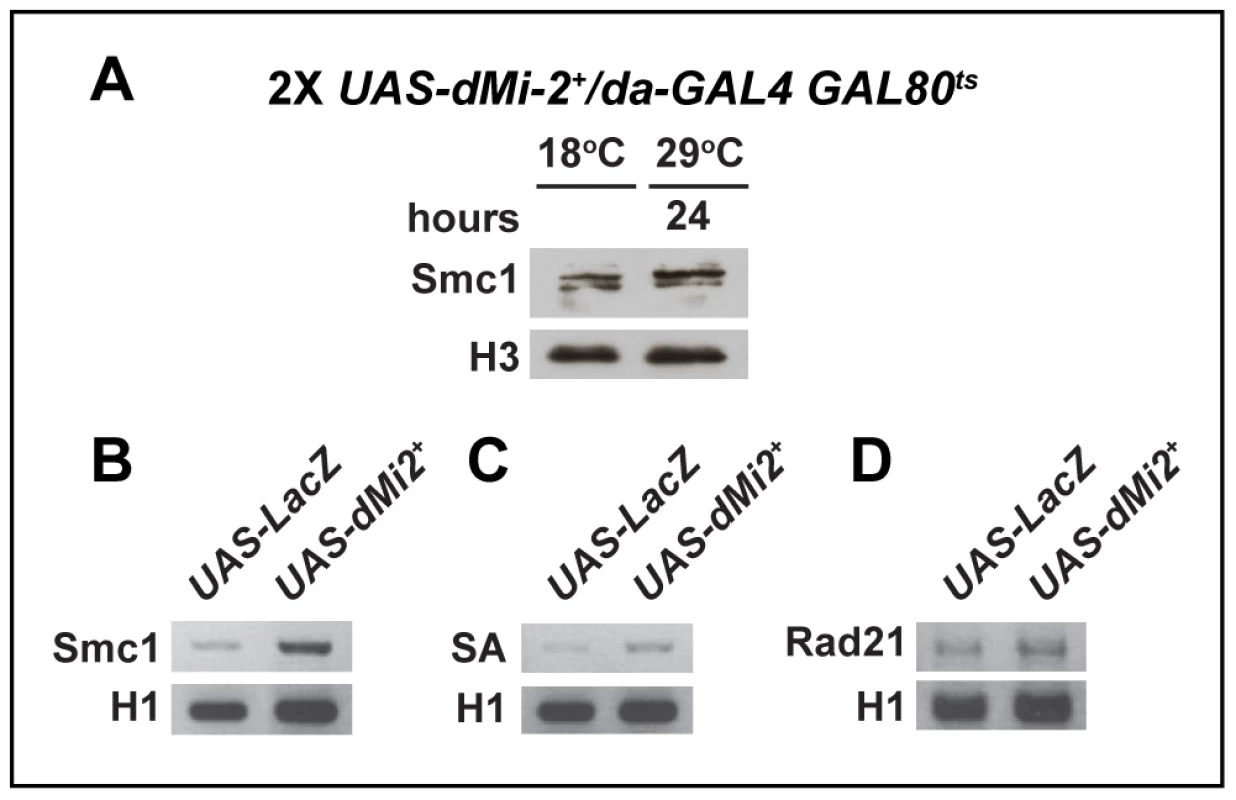 The over-expression of dMi-2 does not decrease cohesin levels.