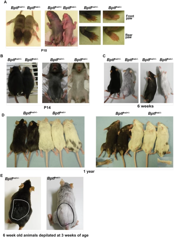 Premature greying of mice lacking Bptf in the melanocyte lineage.