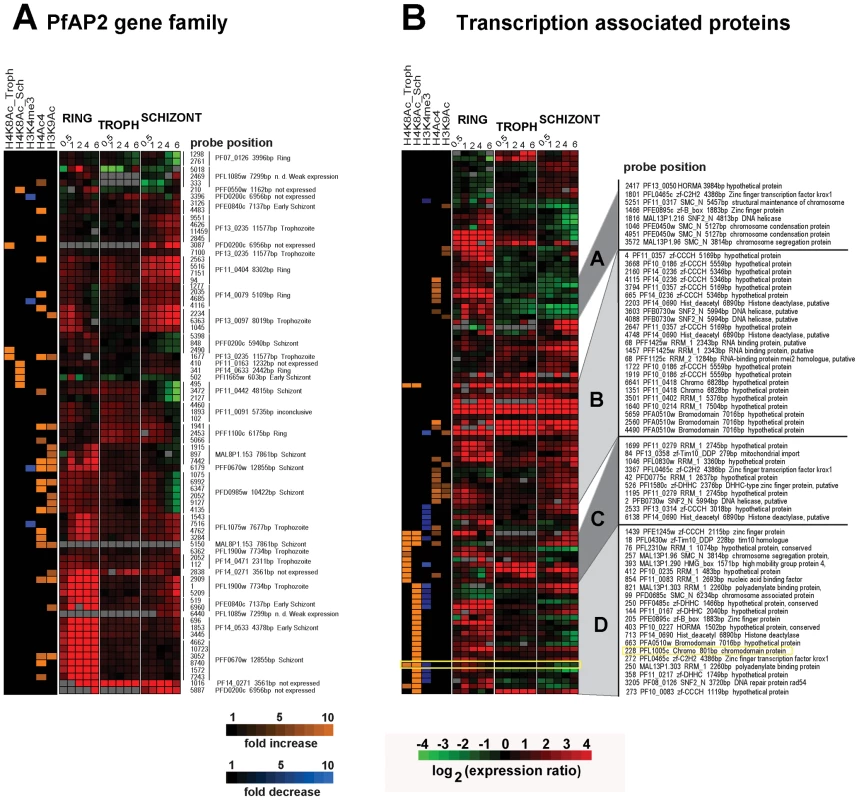 Inhibition of HDACs induces expression of transcription associated proteins.