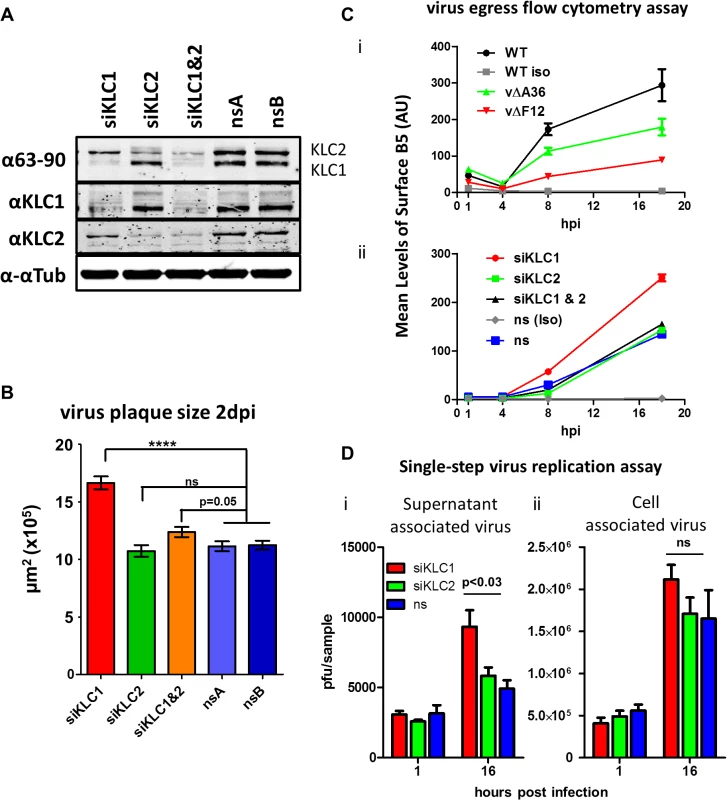 The effect of KLC knock-down by siRNA on virus egress.