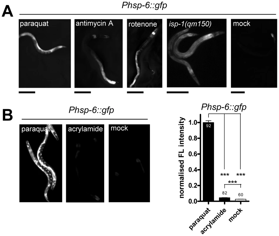 Mitochondrial ROS generators induce <i>hsp-6::gfp.</i>