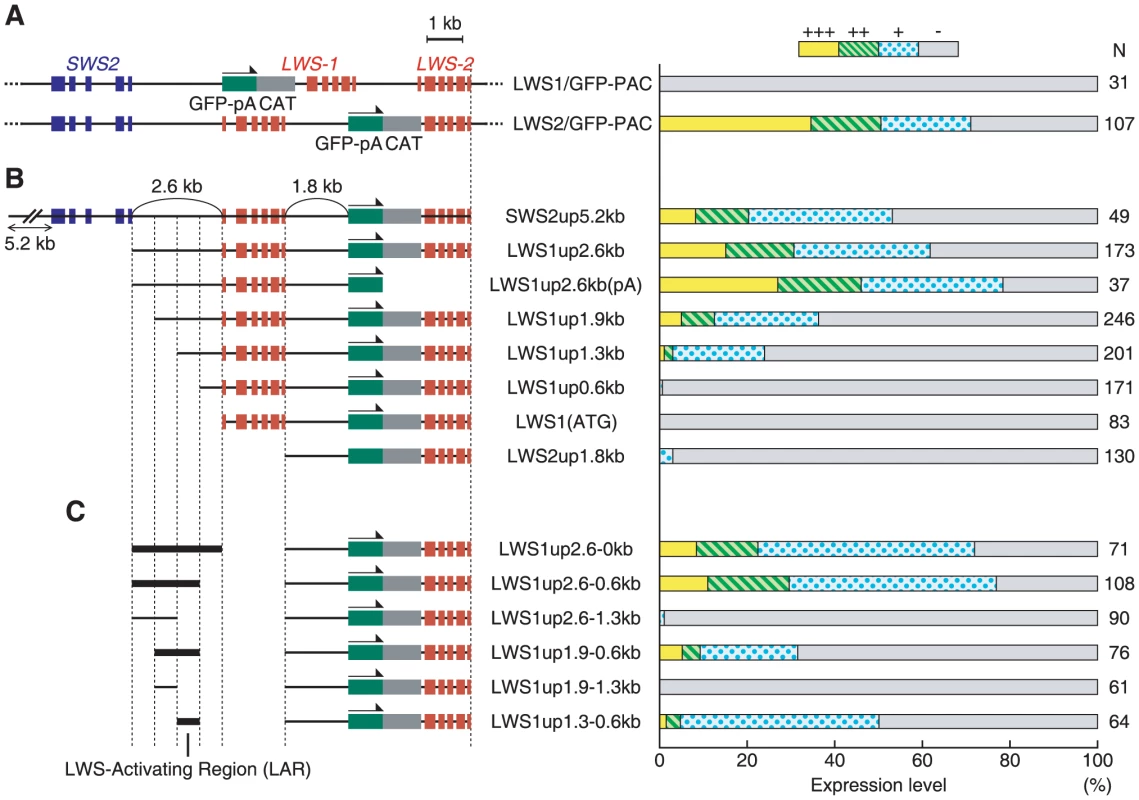 Localization of LAR.