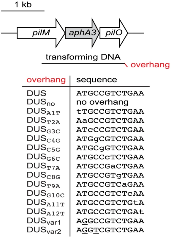 Schematic cartoon, drawn to scale, of transforming DNAs used in this study.