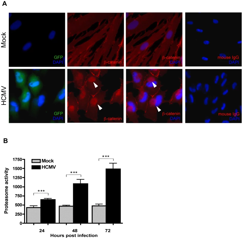 β-catenin aggregates at a central juxtanuclear location in HCMV-infected HFFs.