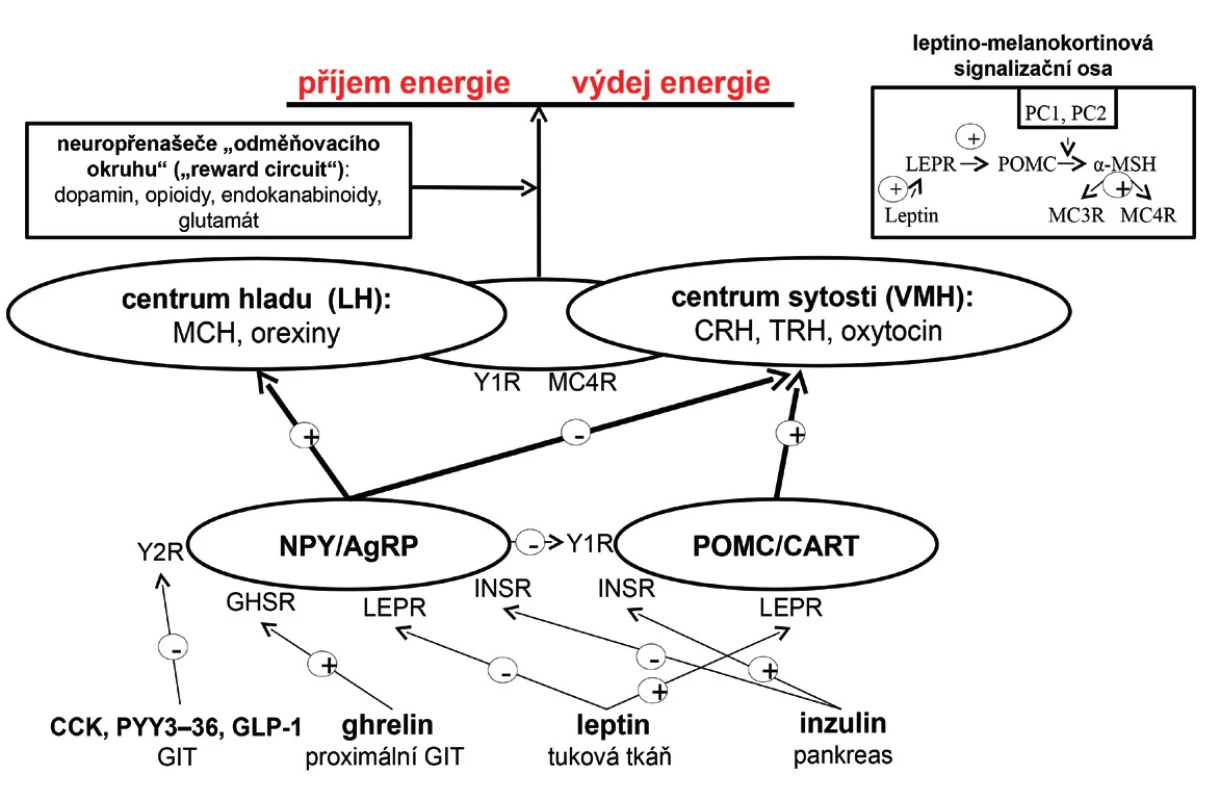 Regulace energetické bilance v lidském organismu (viz text) AgRP – agouti-related peptide; CART – cocaine-amphetamine related transcript, CCK –  cholecystokinin; GHSR – growth hormone secretagogue receptor; GIT – gastrointestinální trakt,  GLP-1 – glucagon-like peptide-1; INSR – inzulinový receptor; LH – laterální hypothalamus; LEPR – leptinový receptor; MCH – melanin koncentrující hormon; MC3R – melanokortinový receptor 3. typu; MC4R – melanokortinový receptor 4. typu; MSH – melanostimulující hormon; PC1 – prohormon konvertáza 1; POMC – proopiomelanokortin; PYY<sub>3–36</sub> – peptid YY<sub>3–36</sub>, VMH – ventromediální hypothalamus; Y1R – Y1 receptor; Y2R – Y2 receptor