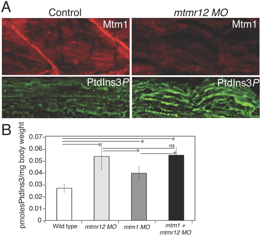 Myotubularin and PtdIns3<i>P</i> alterations in <i>mtmr12</i> morphants.