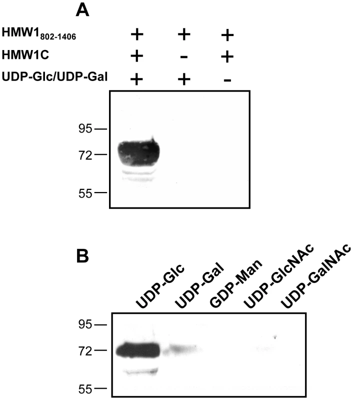 <i>In vitro</i> transferase assays, examining samples by SDS-PAGE and detecting glycosylation with DIG-glycan reagents.