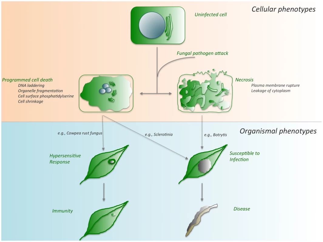 Cell death outcomes following fungal pathogen attack.
