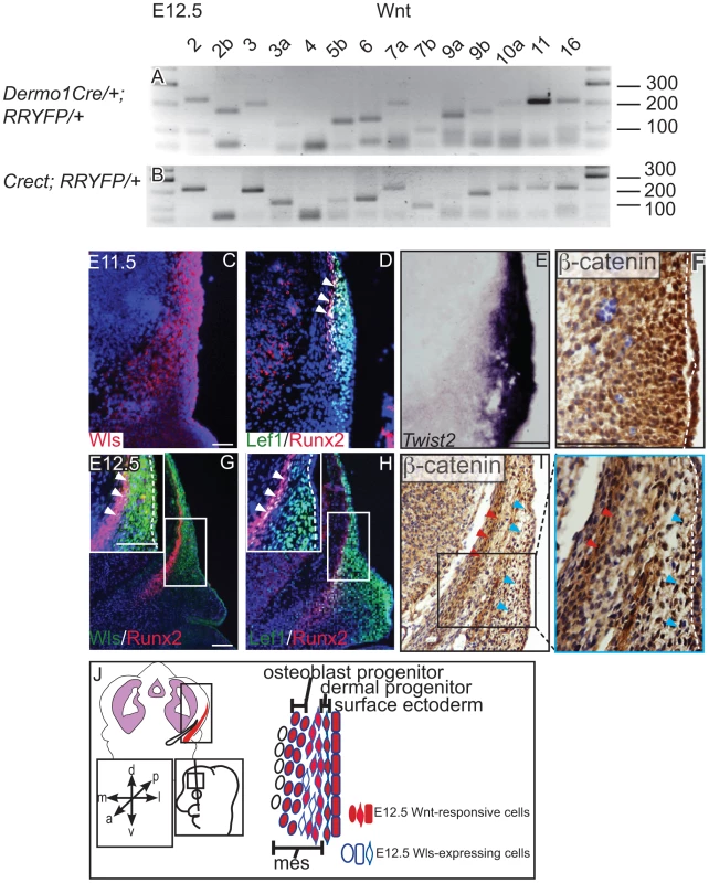 Expression of Wnt ligands, Wntless, and Wnt signaling response in cranial ectoderm and mesenchyme.