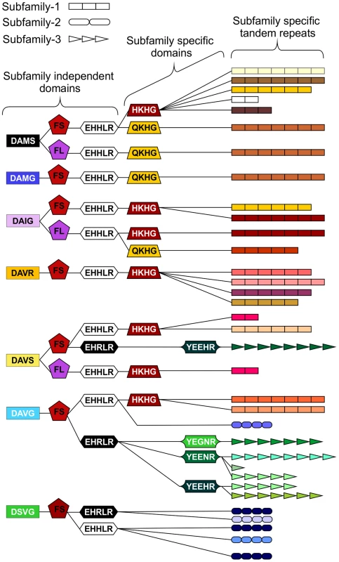 Schematic representation of HYP effector domain organisation in <i>G. pallida</i>.