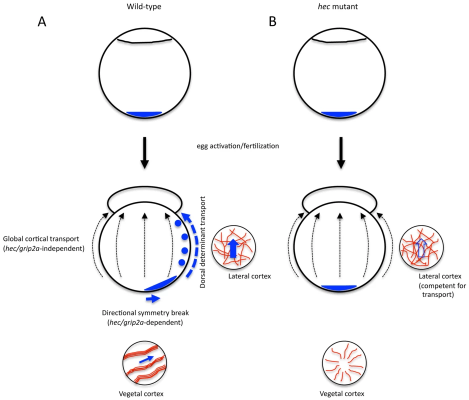 Amplification of <i>hecate/grip2a</i>-dependent symmetry breaking event by a general animal-directed long-range transport system.