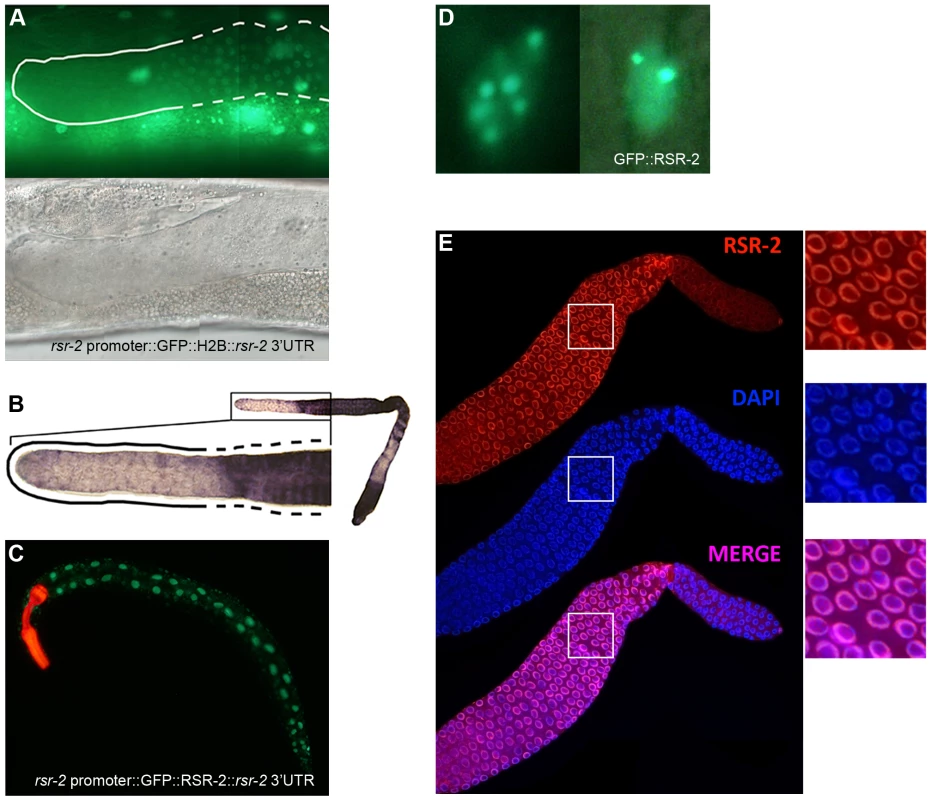 <i>rsr-2</i> expression in the soma and in the germline.