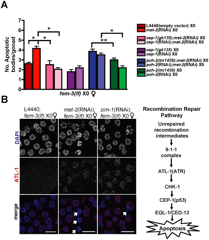 Absence of MET-2 triggers the recombination checkpoint in worms with a single X.