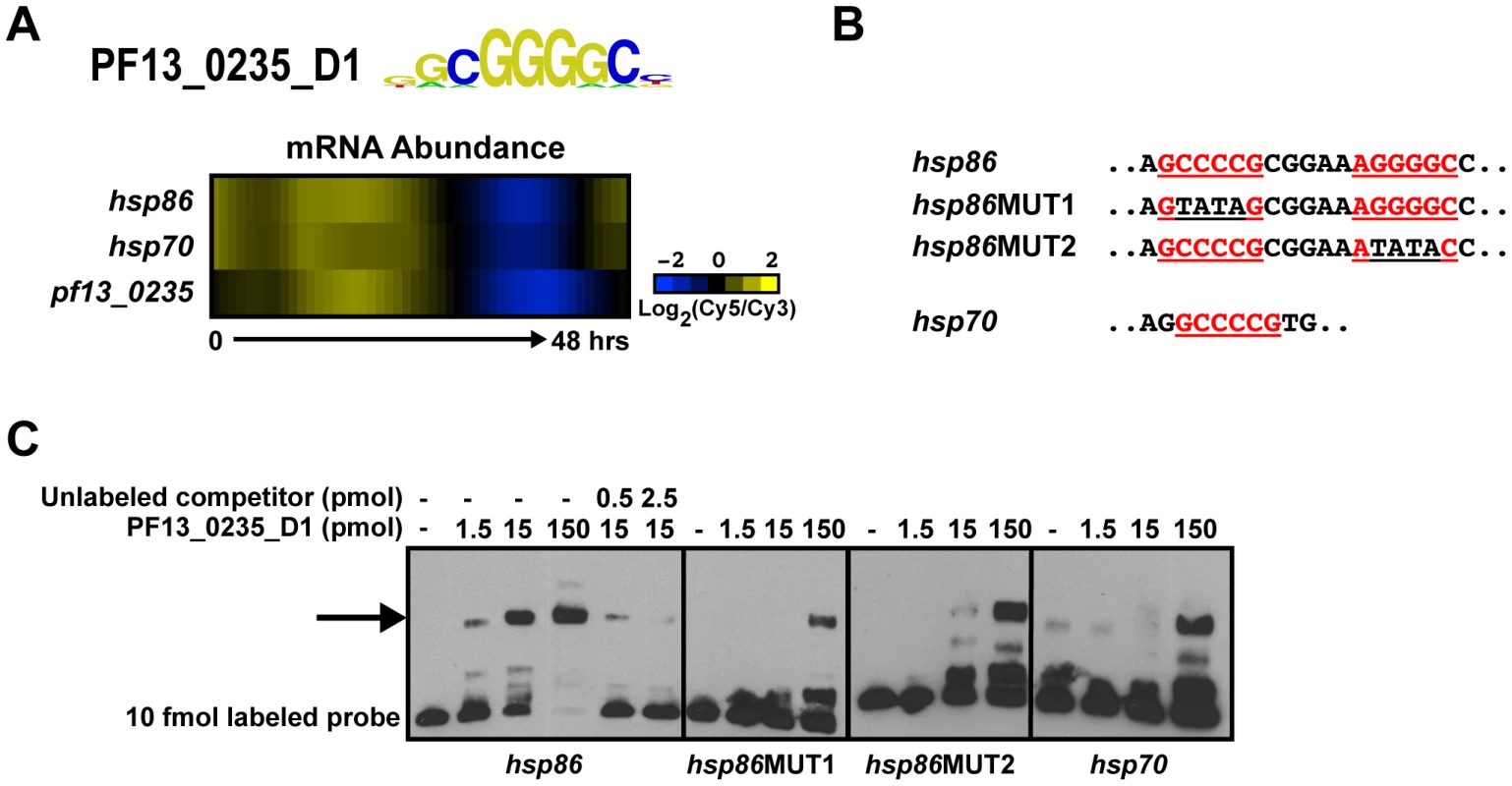 PF13_0235_D1 binds the G-box and is a putative regulator of heat shock genes.