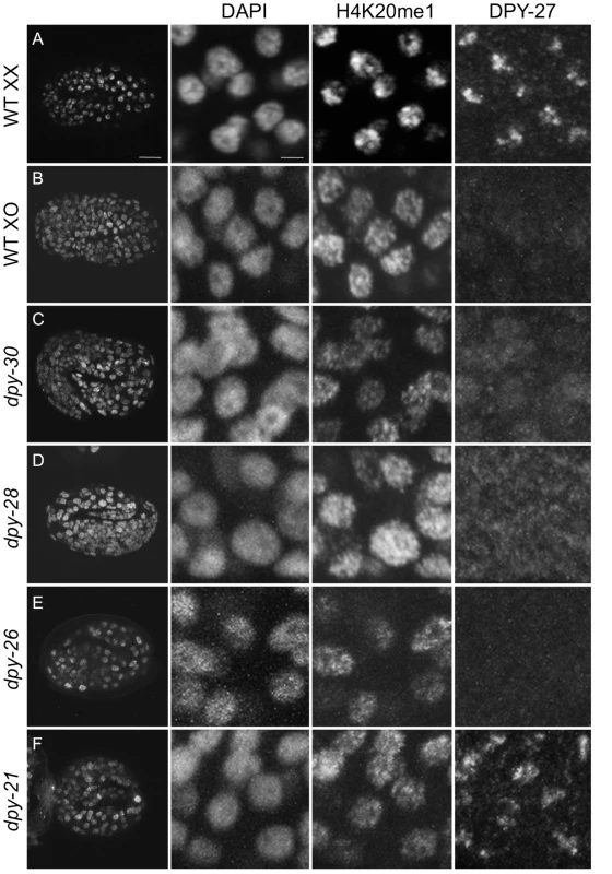 H4K20me1 enrichment to the X chromosome depends on dosage compensation.