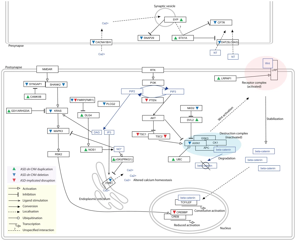 Distinct duplications and deletions of genes whose proteins interact within the <i>ASD-associated</i> network perturb pathways in the same direction.