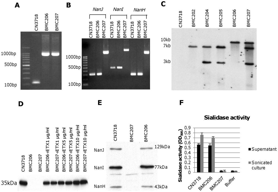 Intron-based mutagenesis to create <i>etx</i> null mutants of wild-type CN3718 and BMC205.