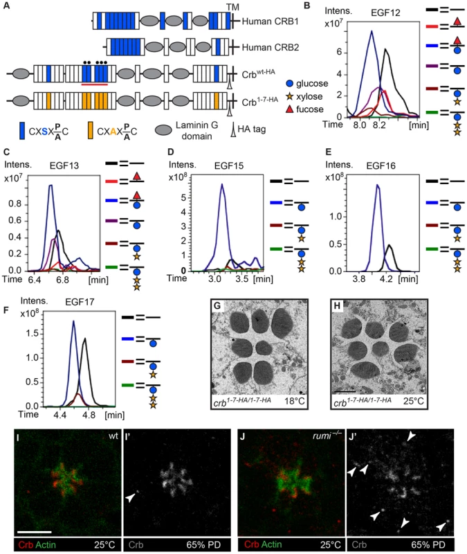 Loss of <i>O</i>-glucose on Crb cannot explain the <i>rumi<sup>−/−</sup></i> rhabdomere attachment phenotype.
