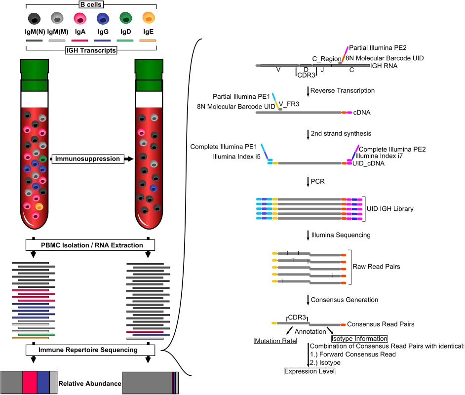 Monitoring overall immunosuppression.