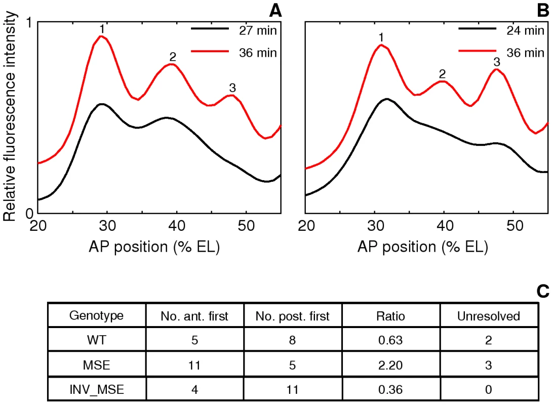 Variation in the order of the appearance of the anterior and posterior borders of stripe 2.