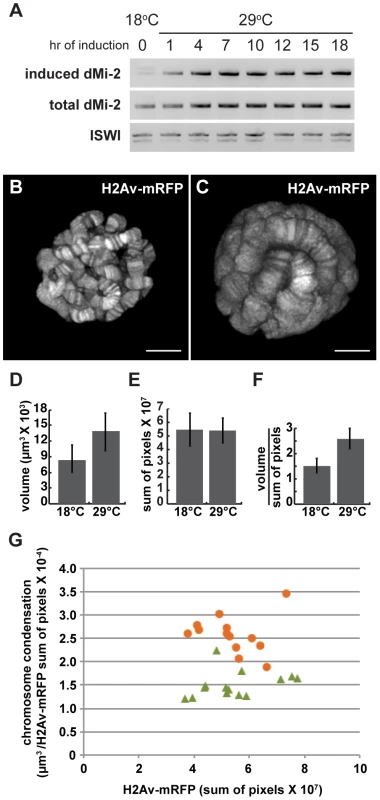 dMi-2 triggers rapid changes in chromosome structure without altering DNA replication.