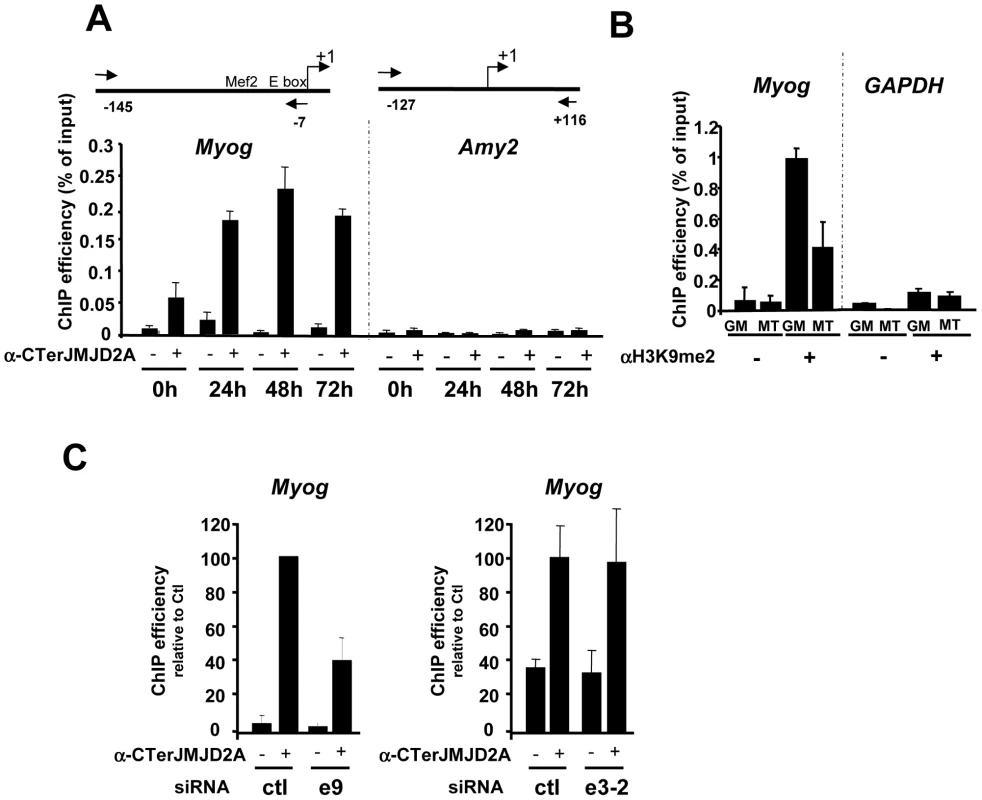 ΔN-JMJD2A is recruited to the myogenin promoter.