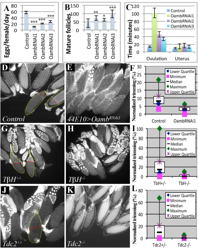 Follicular adrenergic signaling is required for ovulation and follicle cell trimming <i>in vivo</i>.