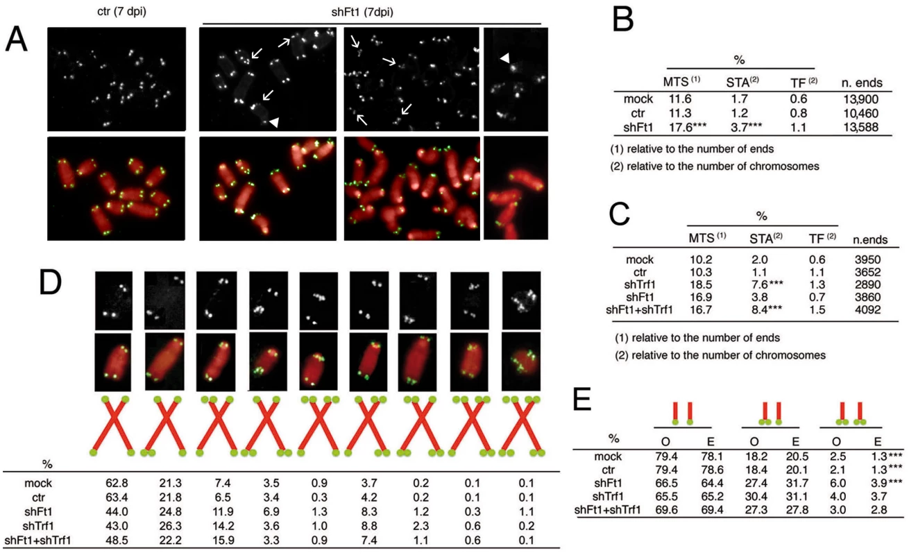 Ft1 downregulation leads to telomeric aberrations.